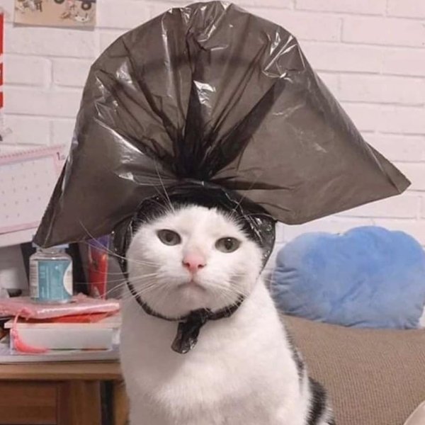 Hilarious Cats (30 pics)
