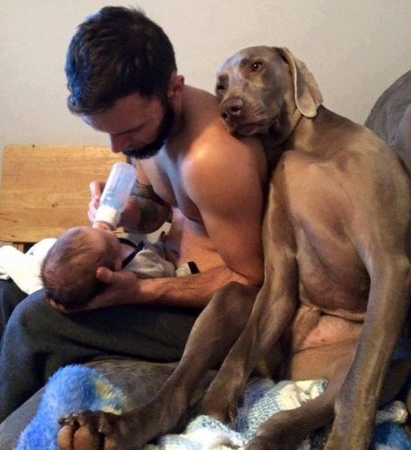 Giant Dogs (32 pics)