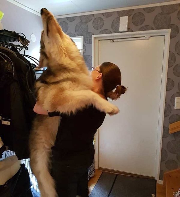 Giant Dogs (32 pics)