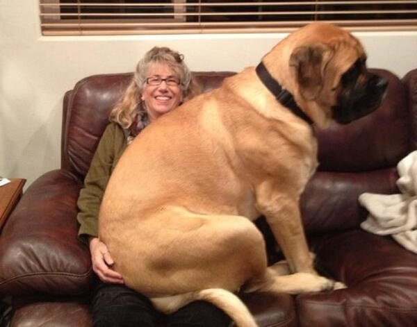Giant Dogs (32 pics)