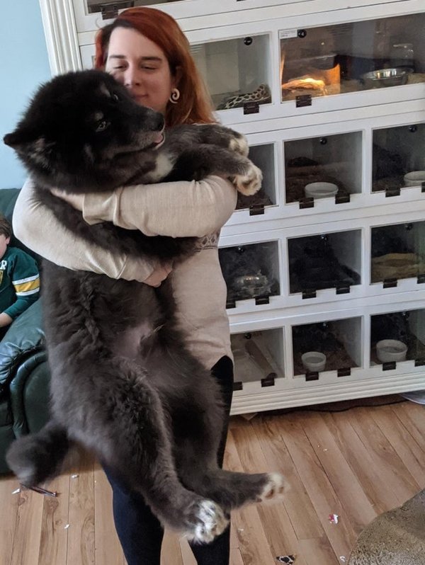 Giant Dogs (32 pics)