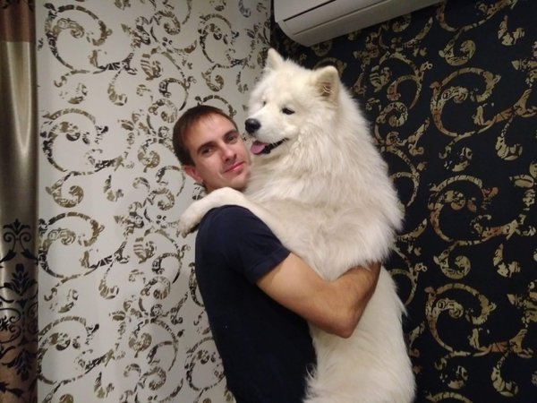 Giant Dogs (32 pics)