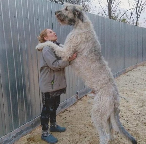 Giant Dogs (32 pics)