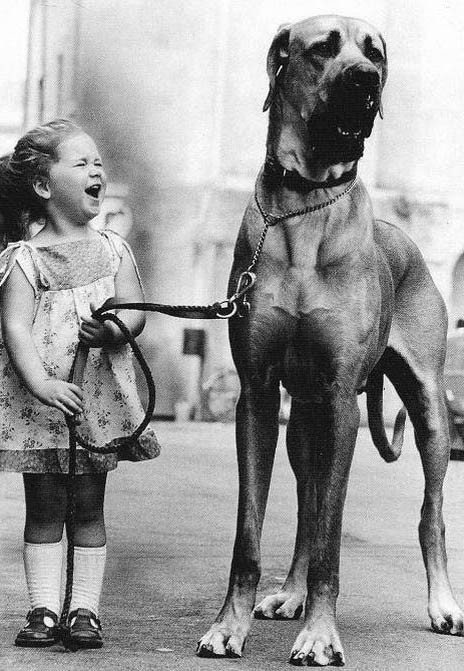 Giant Dogs (32 pics)