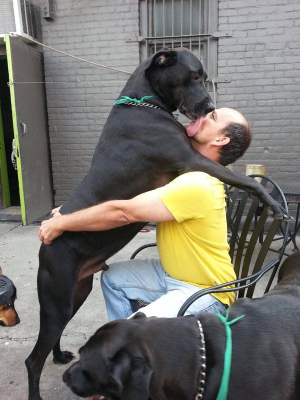 Giant Dogs (32 pics)