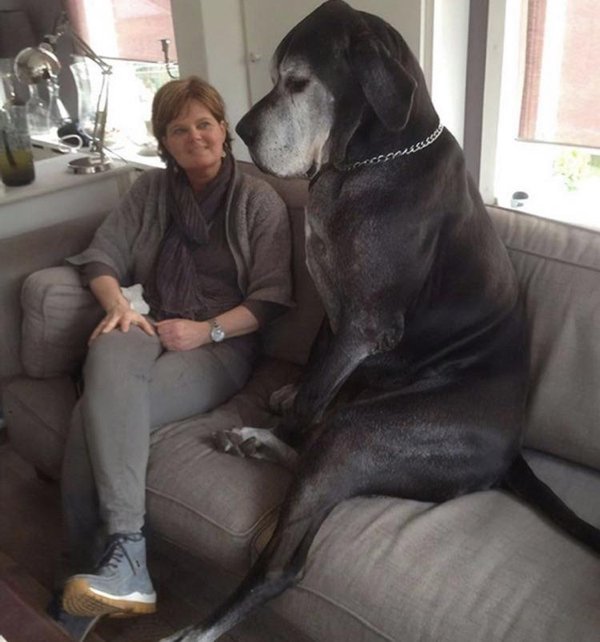Giant Dogs (32 pics)