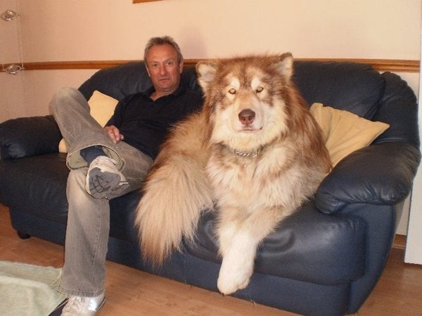 Giant Dogs (32 pics)