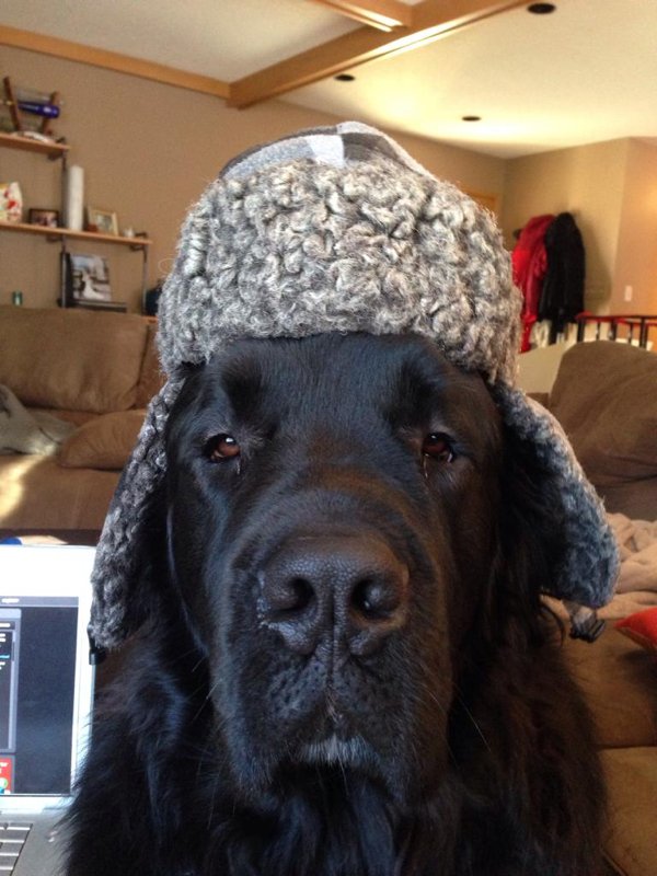 Giant Dogs (32 pics)