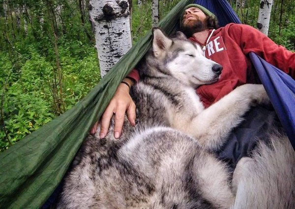 Giant Dogs (32 pics)