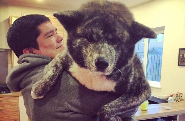 Giant Dogs (32 pics)