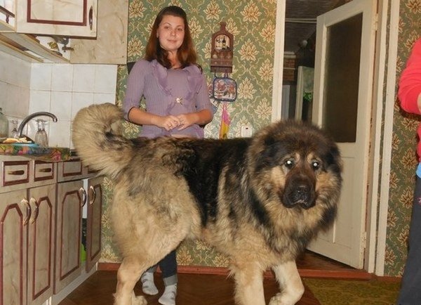 Giant Dogs (32 pics)