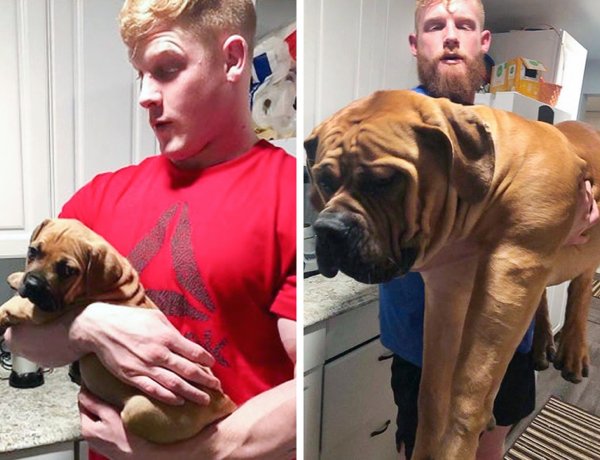 Giant Dogs (32 pics)