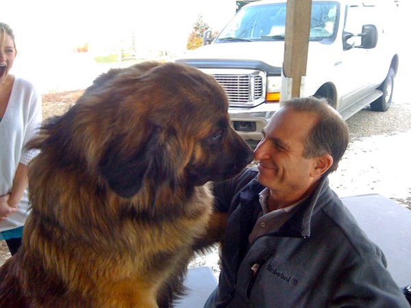Giant Dogs (32 pics)