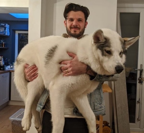 Giant Dogs (32 pics)