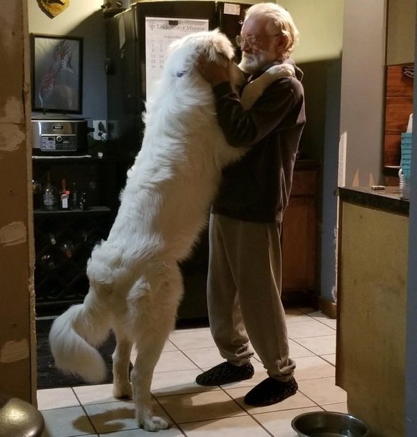 Giant Dogs (32 pics)