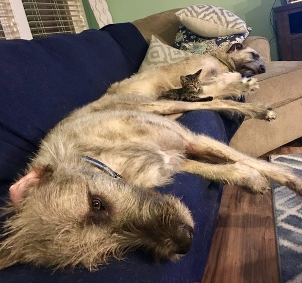 Giant Dogs (32 pics)