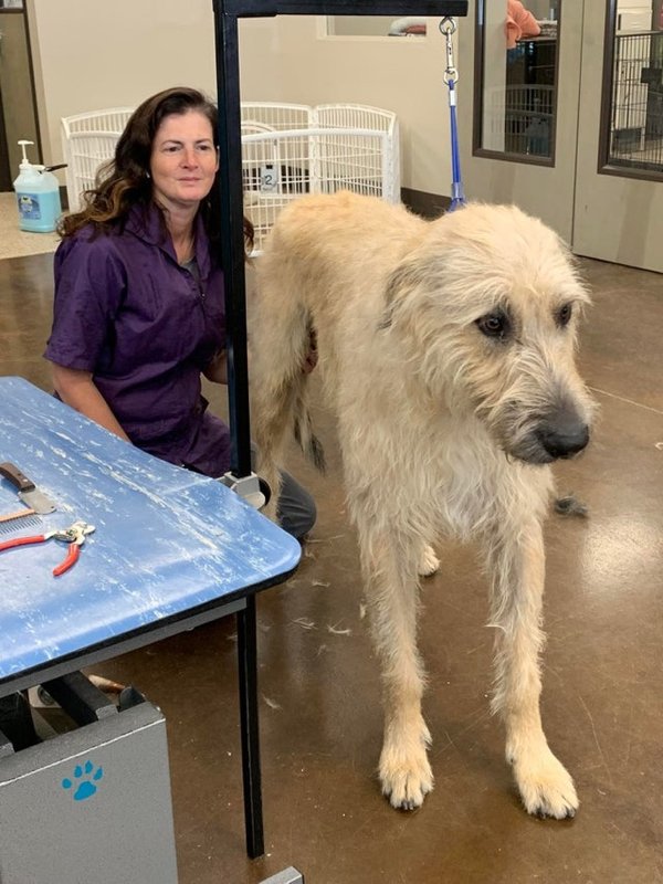 Giant Dogs (32 pics)