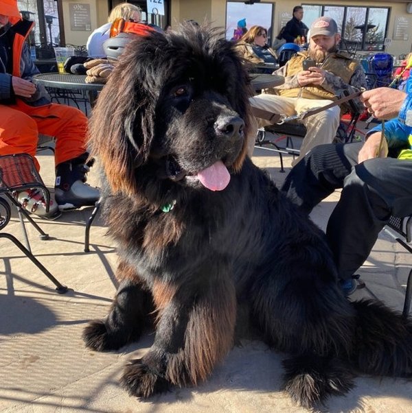 Giant Dogs (32 pics)