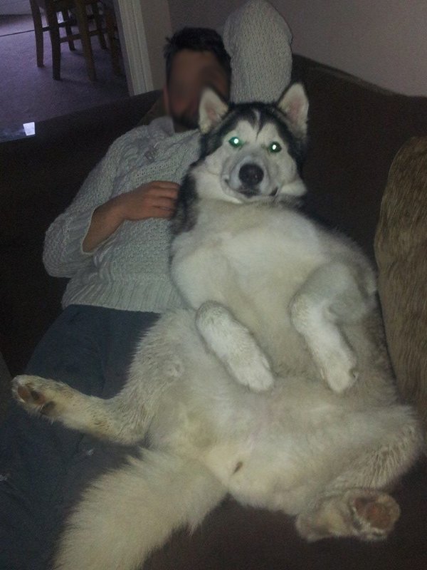 Giant Dogs (32 pics)