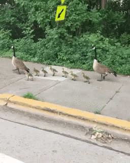 Acid Gifdump, April 27 (25 gifs)