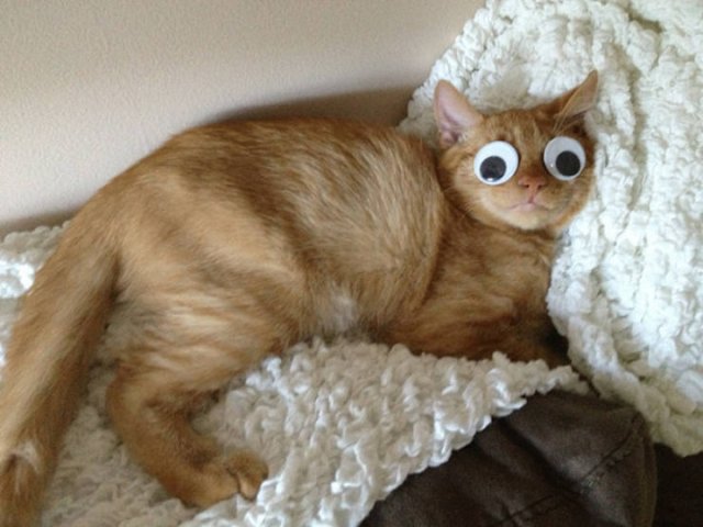 Googly Eyes On Different Things (21 pics)