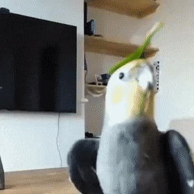 Acid Gifdump, May 1 (25 gifs)