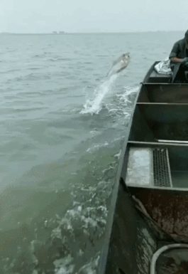 Satisfying Odds (15 gifs)