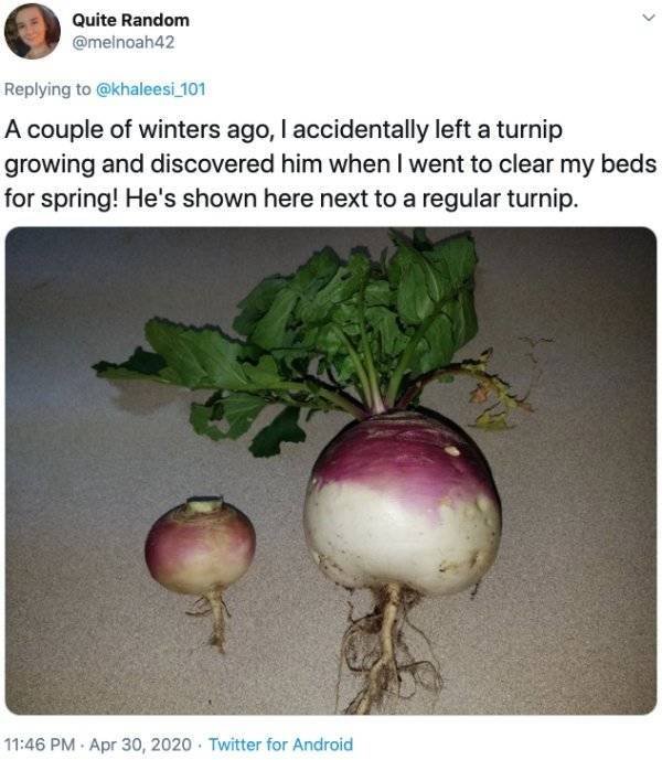 Giant Fruits And Vegetables (31 pics)