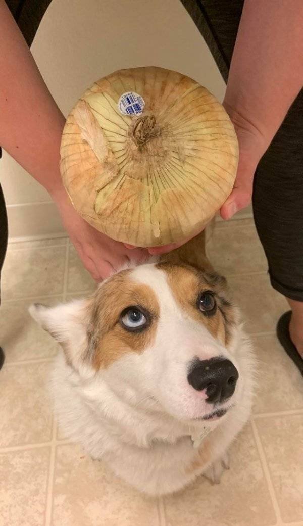 Giant Fruits And Vegetables (31 pics)