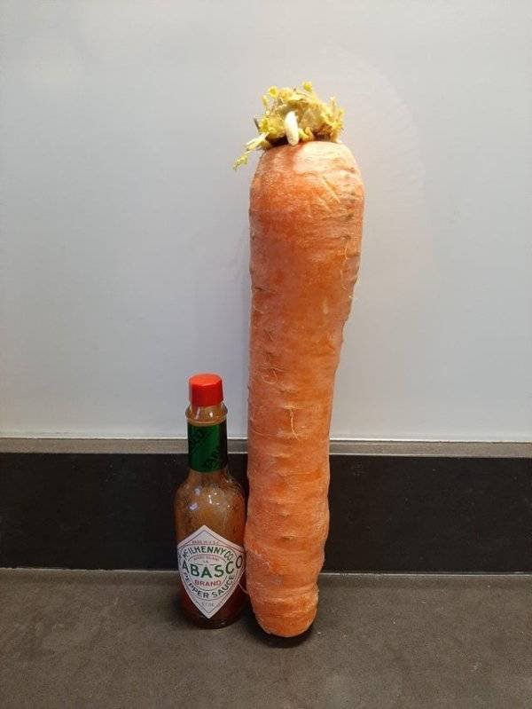 Giant Fruits And Vegetables (31 pics)