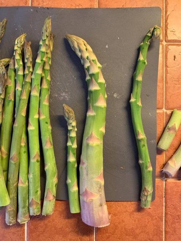 Giant Fruits And Vegetables (31 pics)