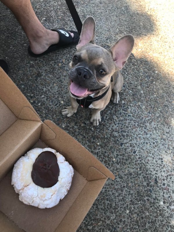 Pets Staring At Food (33 pics)
