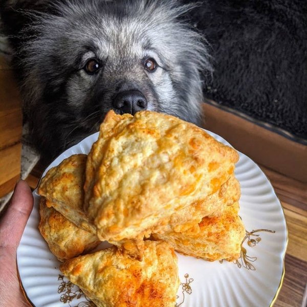 Pets Staring At Food (33 pics)