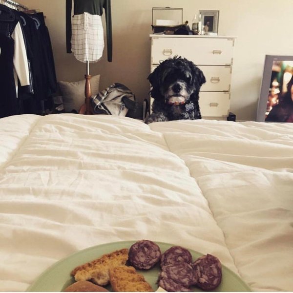 Pets Staring At Food (33 pics)