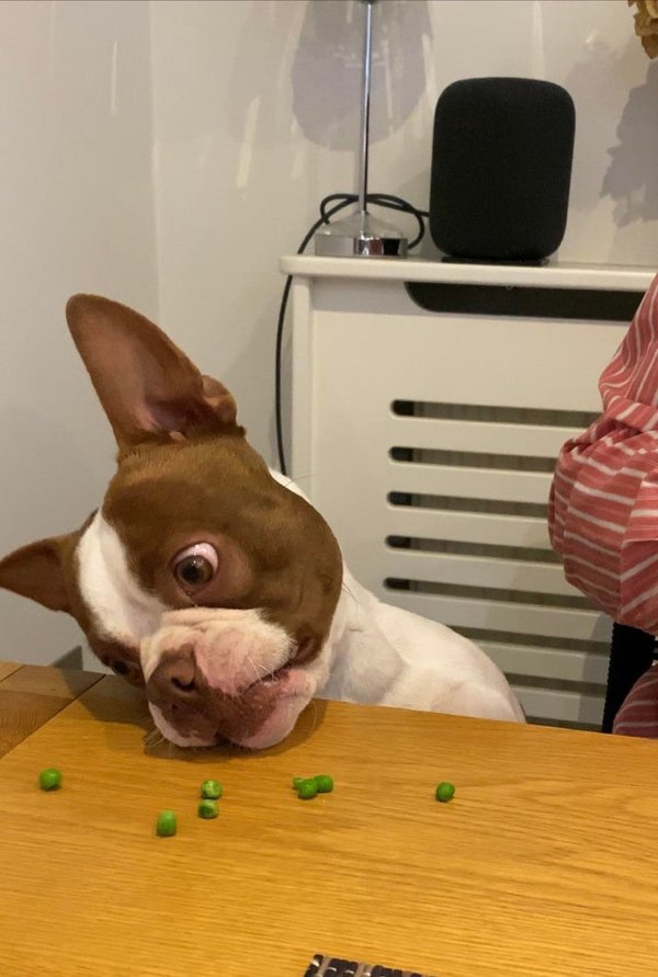 Pets Staring At Food (33 pics)