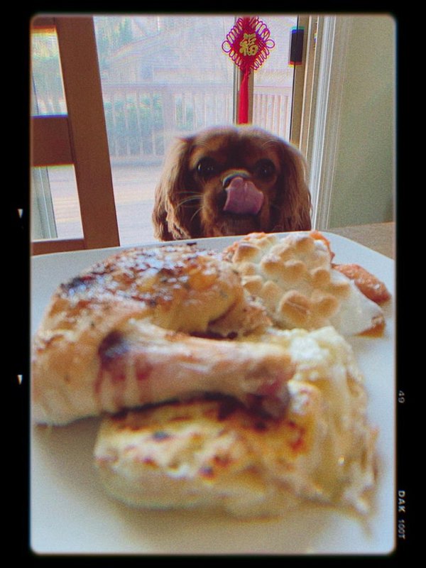 Pets Staring At Food (33 pics)