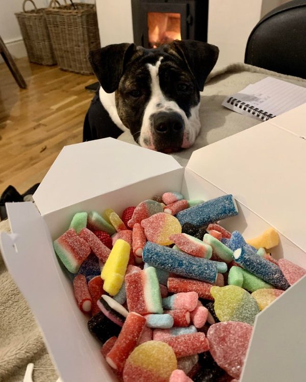 Pets Staring At Food (33 pics)