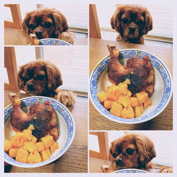 Pets Staring At Food (33 pics)