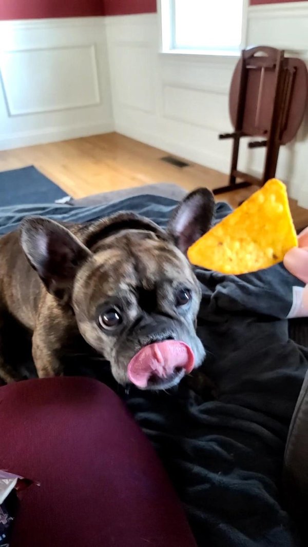 Pets Staring At Food (33 pics)