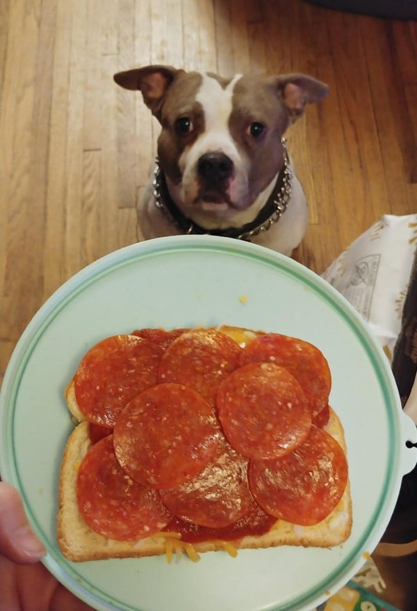 Pets Staring At Food (33 pics)