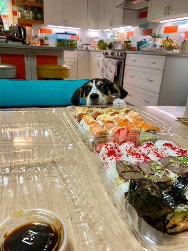 Pets Staring At Food (33 pics)