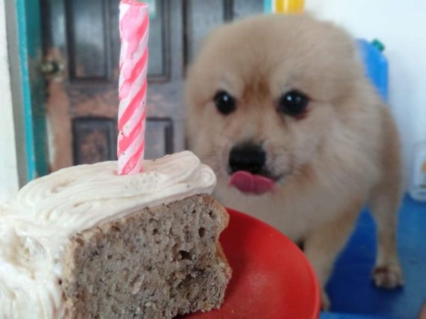 Pets Staring At Food (33 pics)