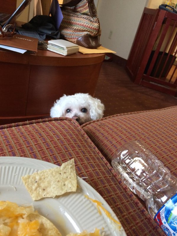 Pets Staring At Food (33 pics)