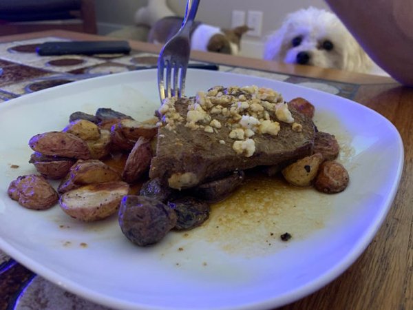 Pets Staring At Food (33 pics)