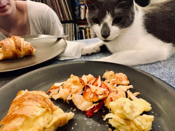 Pets Staring At Food (33 pics)