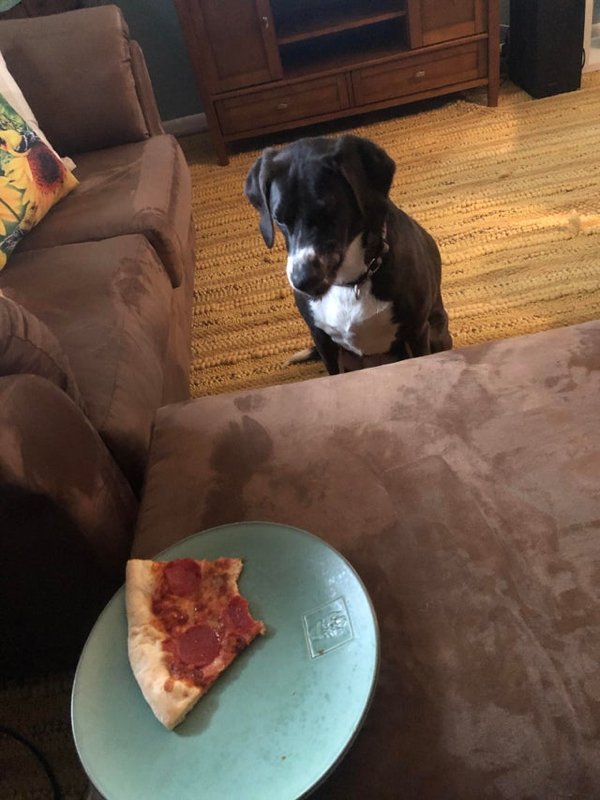 Pets Staring At Food (33 pics)
