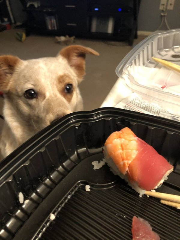 Pets Staring At Food (33 pics)