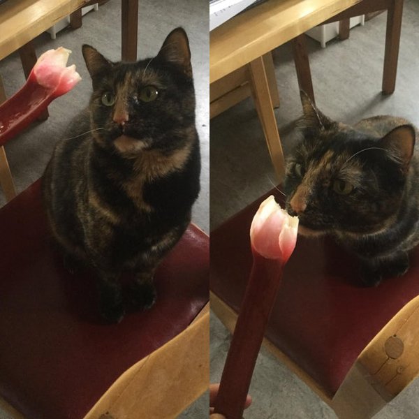 Pets Staring At Food (33 pics)