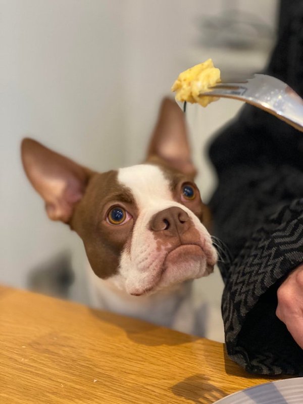 Pets Staring At Food (33 pics)