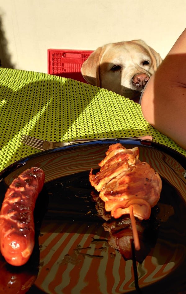 Pets Staring At Food (33 pics)